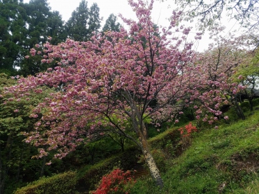 お花見