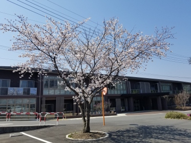 桜開花