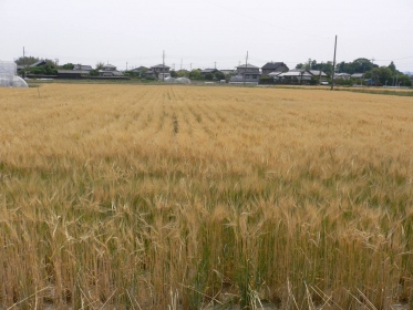小麦畑は黄金色