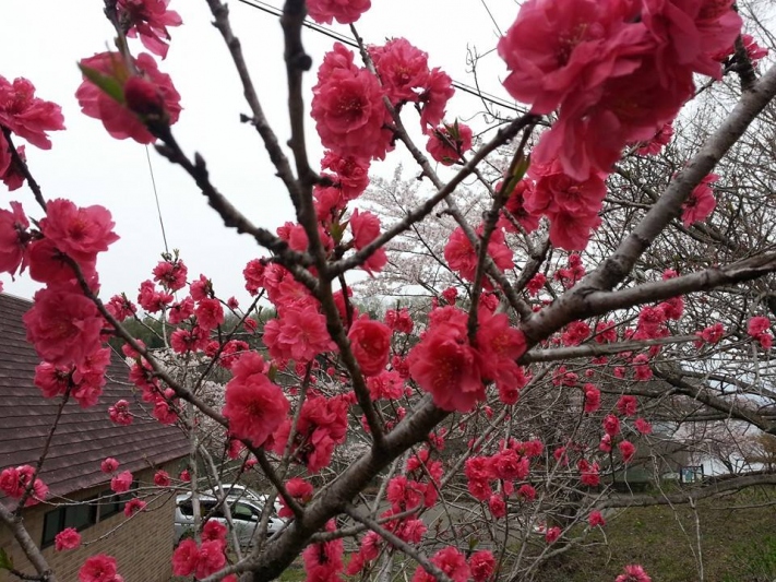 お花見ドライブ