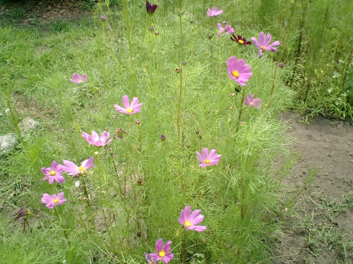 秋桜