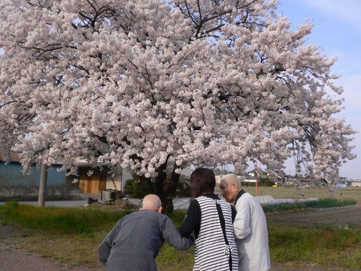 桜