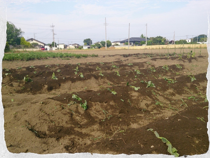 らんらん農園に新しい野菜を植えました♪